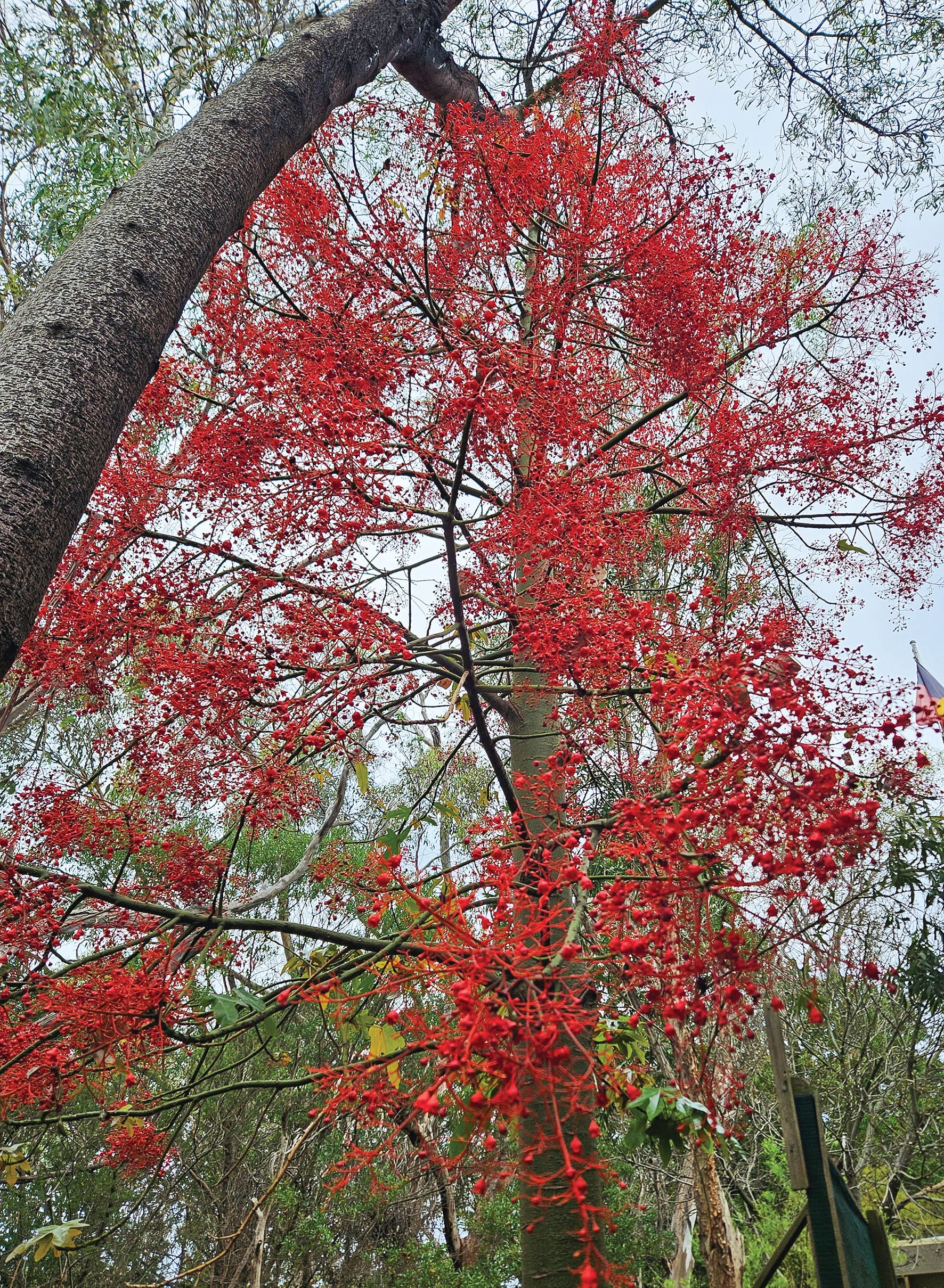 A flamin' beauty ...
