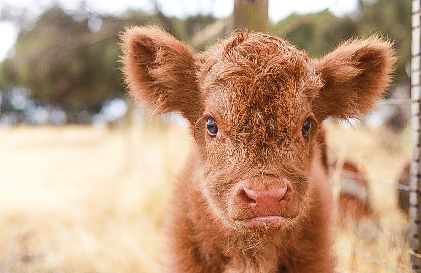 How now, baby brown cow?