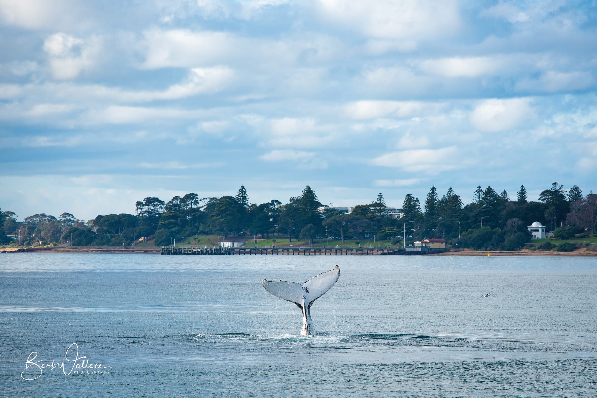 Discover the wonders of whales on a Wildlife Coast Cruises tour.