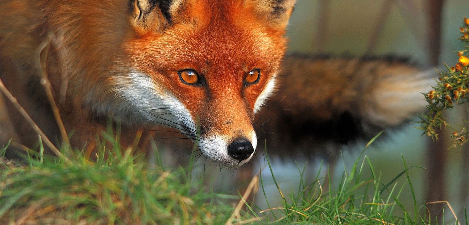 Outfoxing a penguin predator