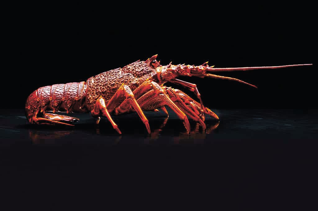 Rock Lobster – beat the Christmas rush