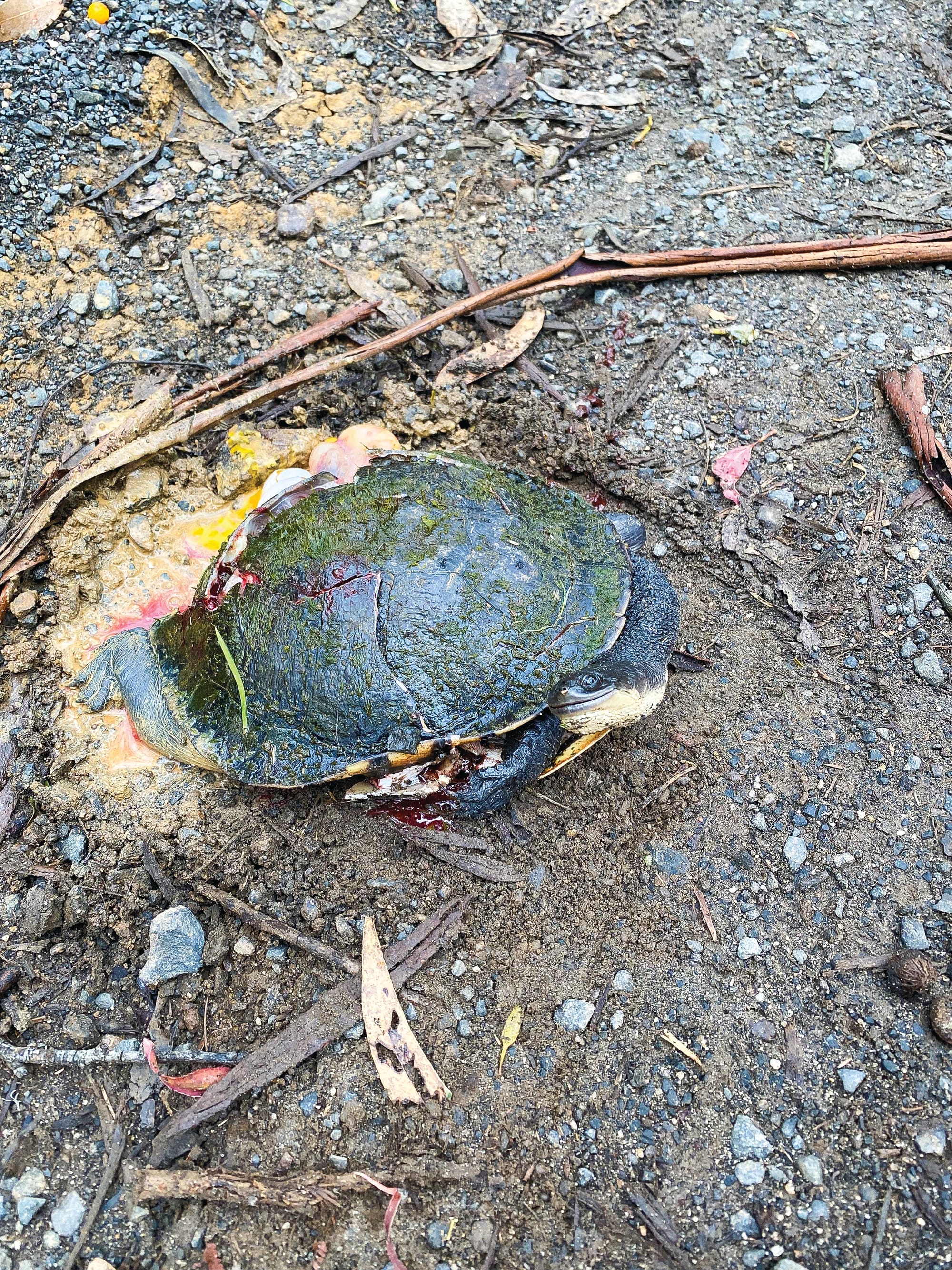 Rising roadkill death toll