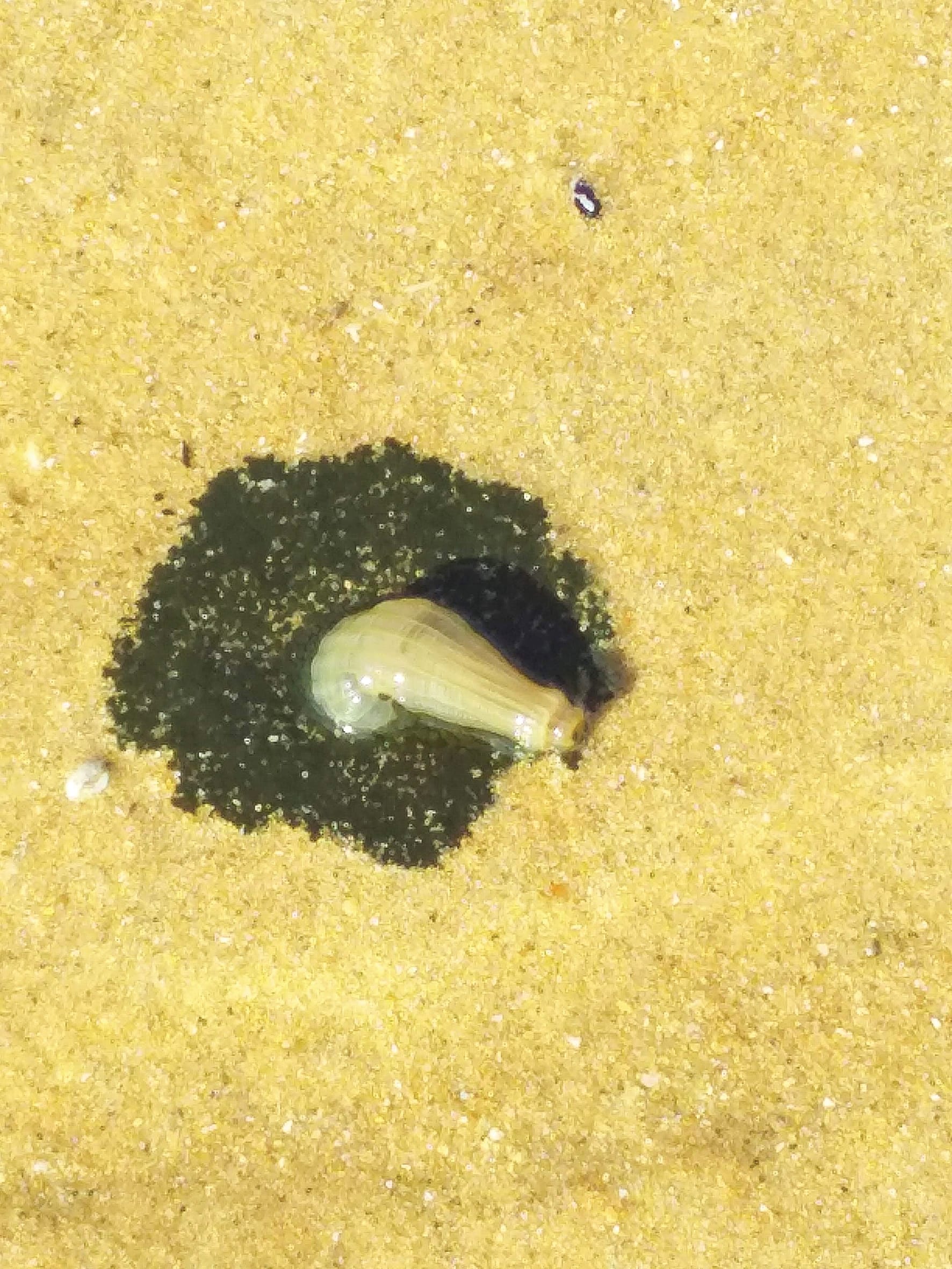 Weird blob found on beach