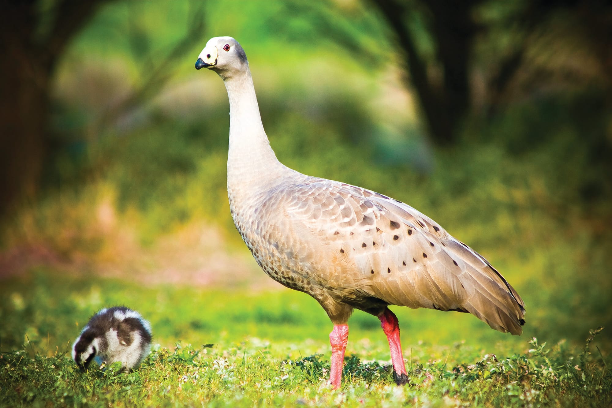 Nature Parks releases Wildlife Plan