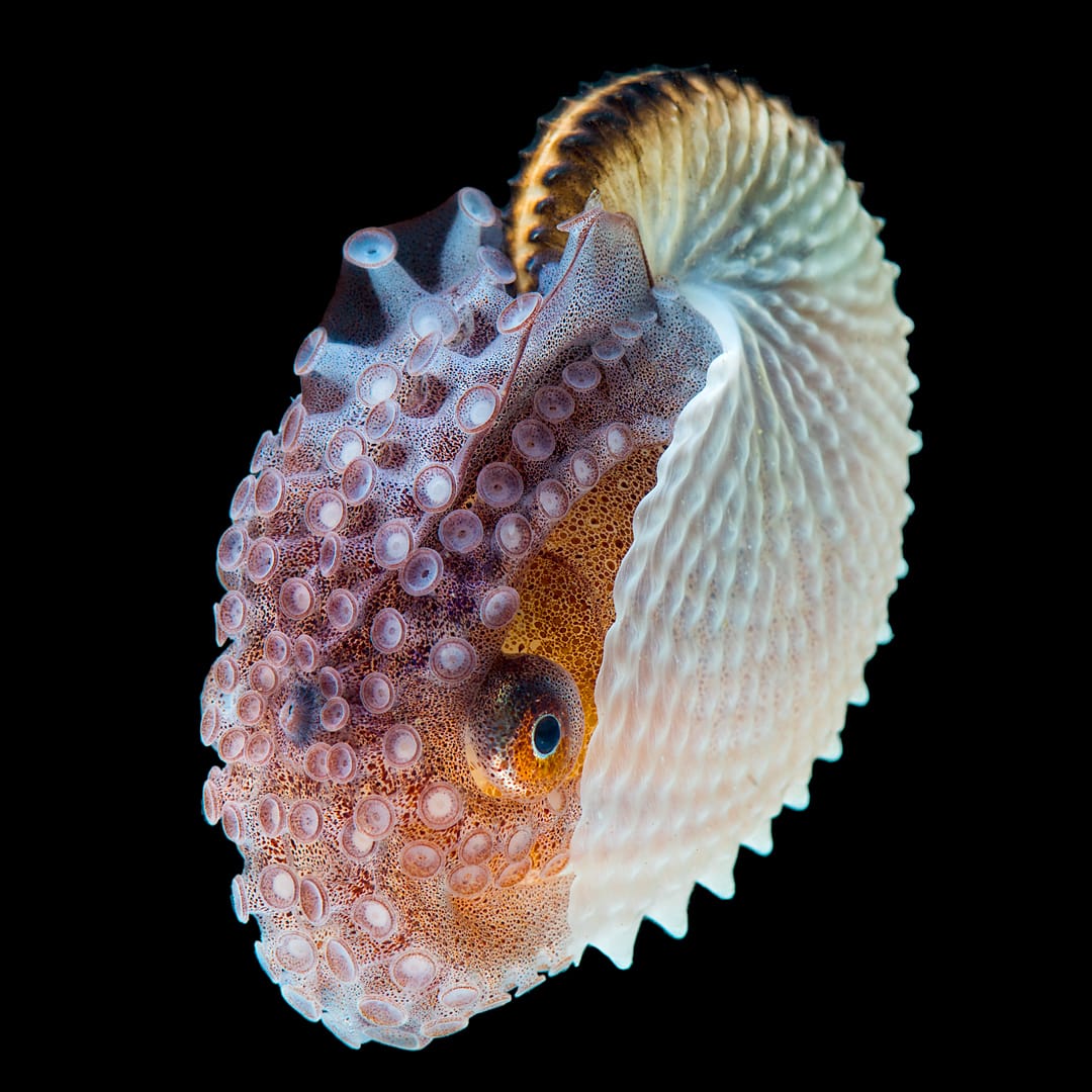 A Marine Mili series: The beautiful Argonaut