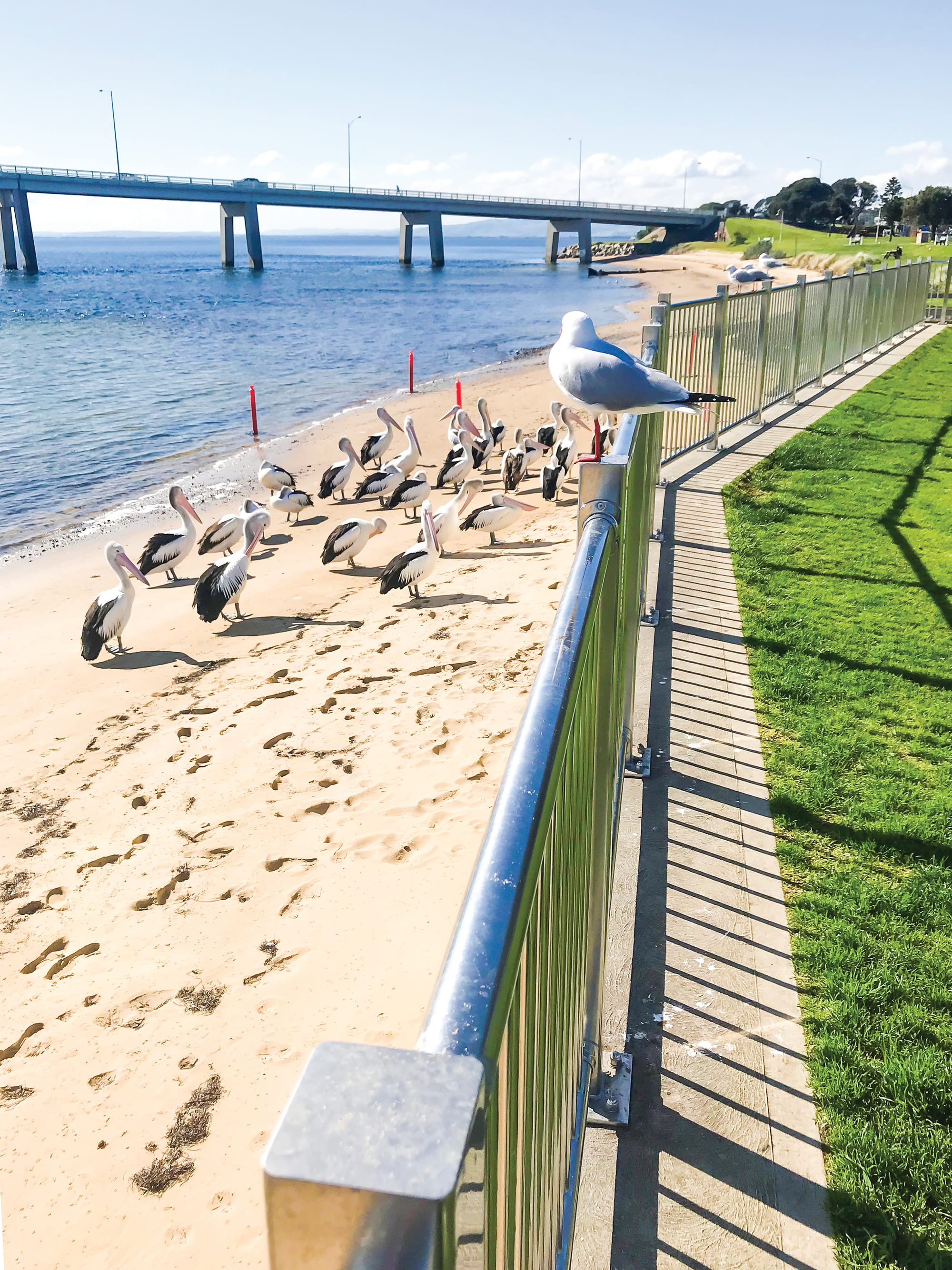 No crowds for pelicans