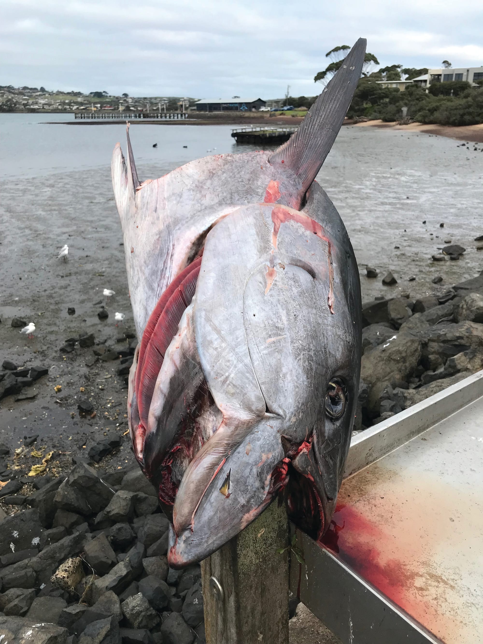 No respect to the tuna or the town