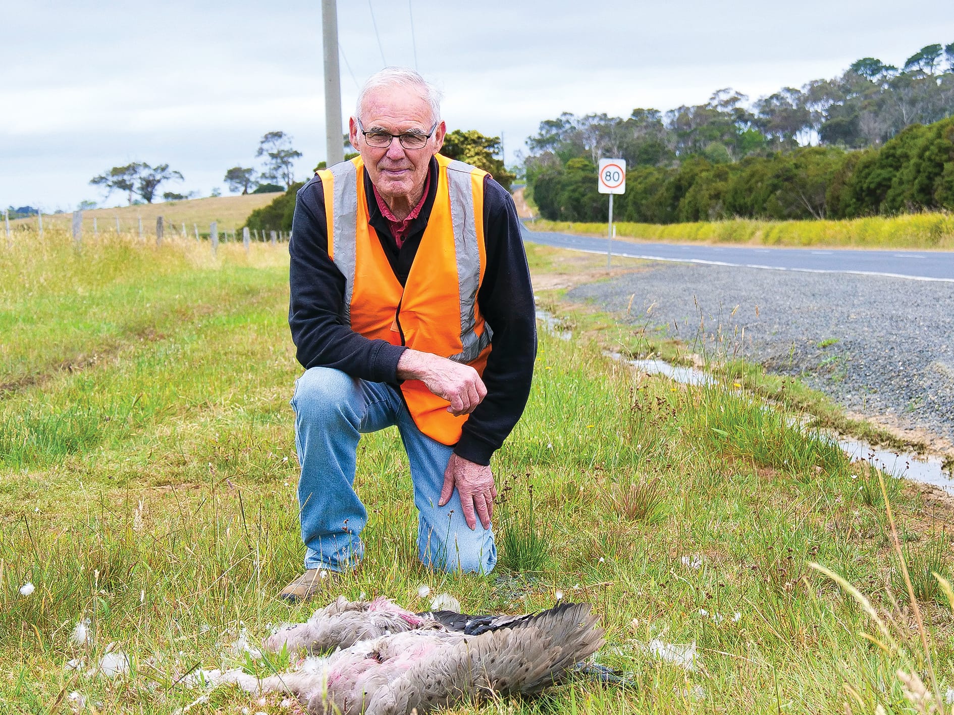 Our roadkill rate "extraordinarily high": inquiry