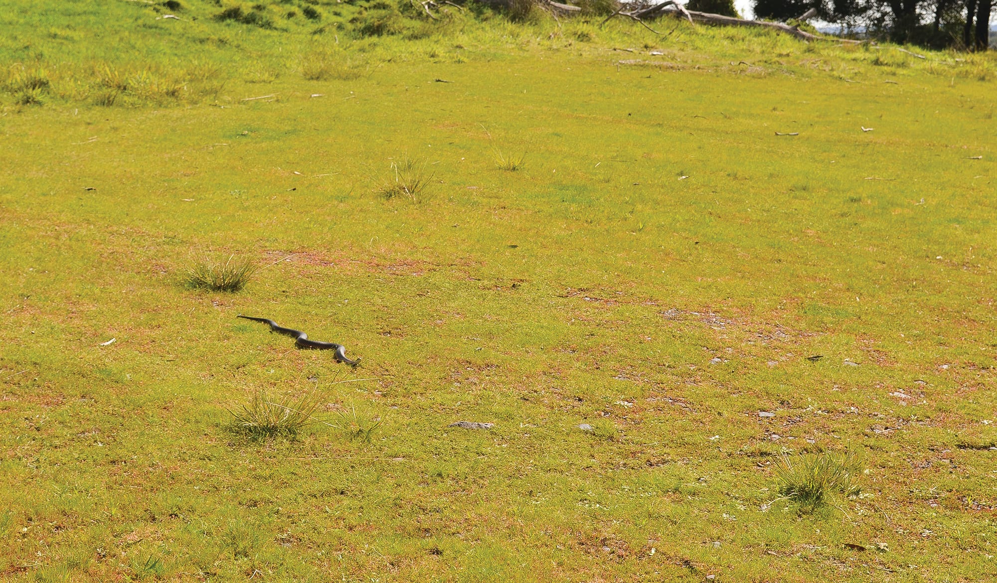 It’s snake season