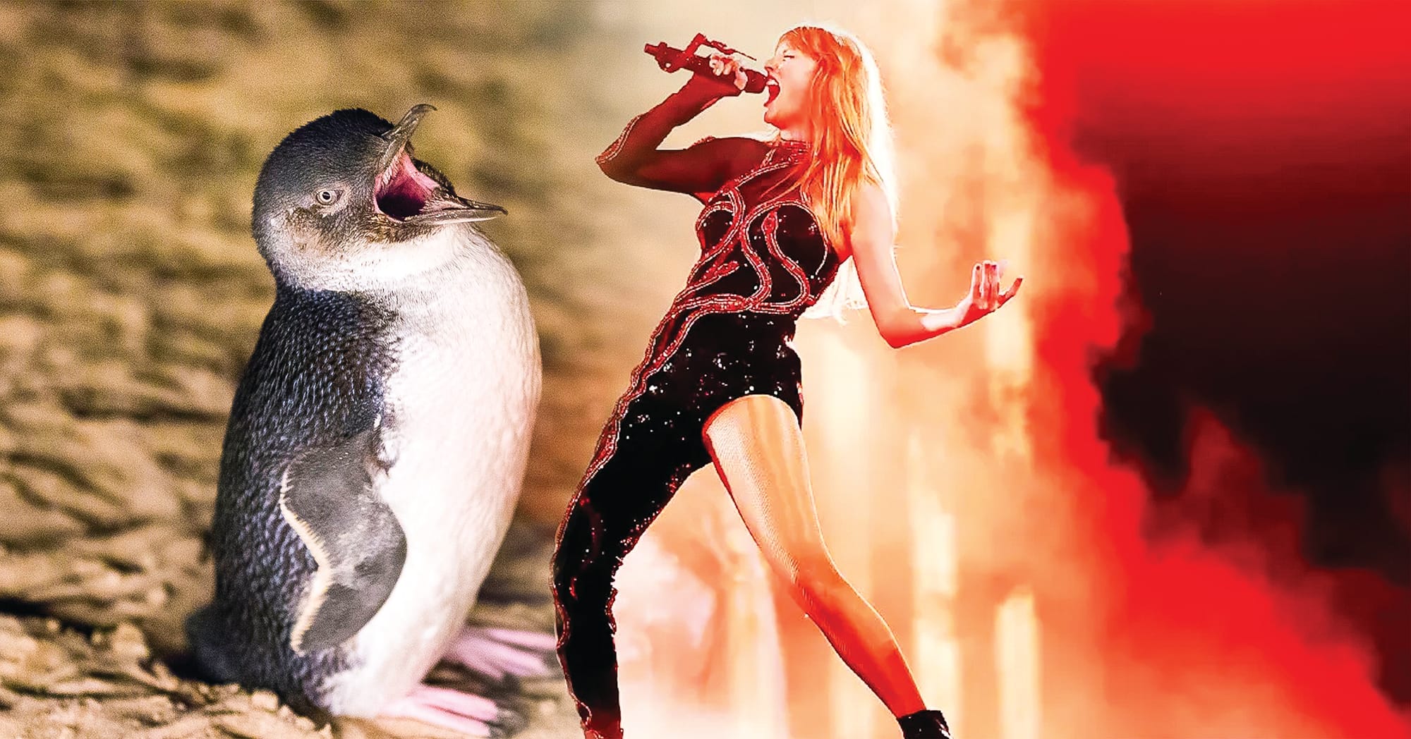 It's official: little penguins bigger than Taylor Swift