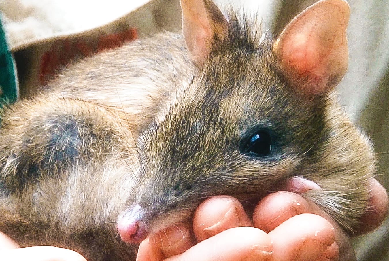 Saving endangered species