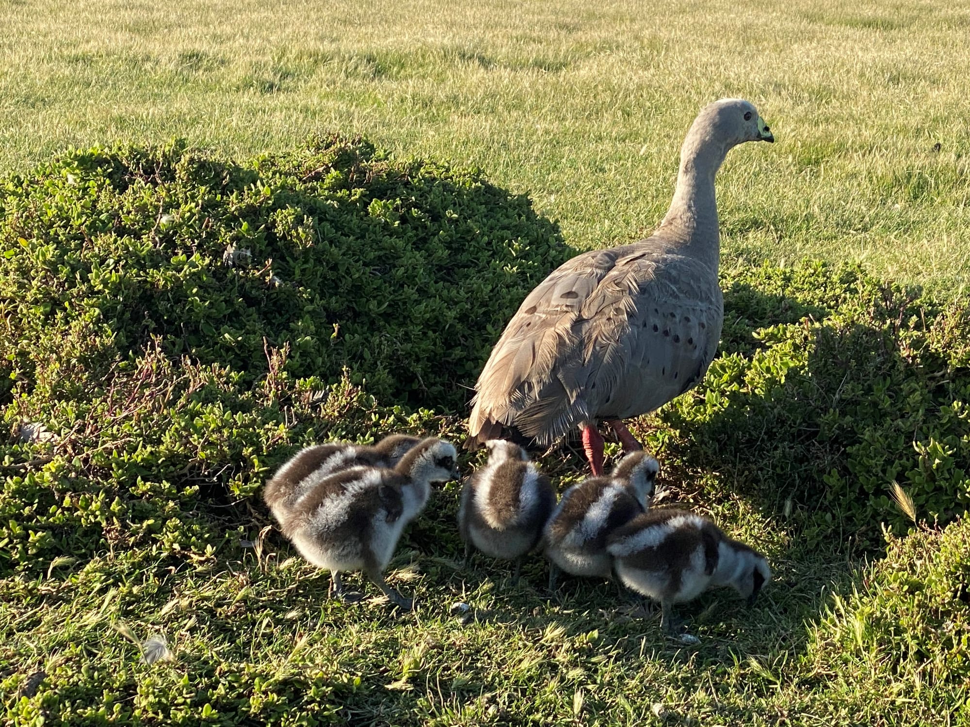 Geese population slight decline
