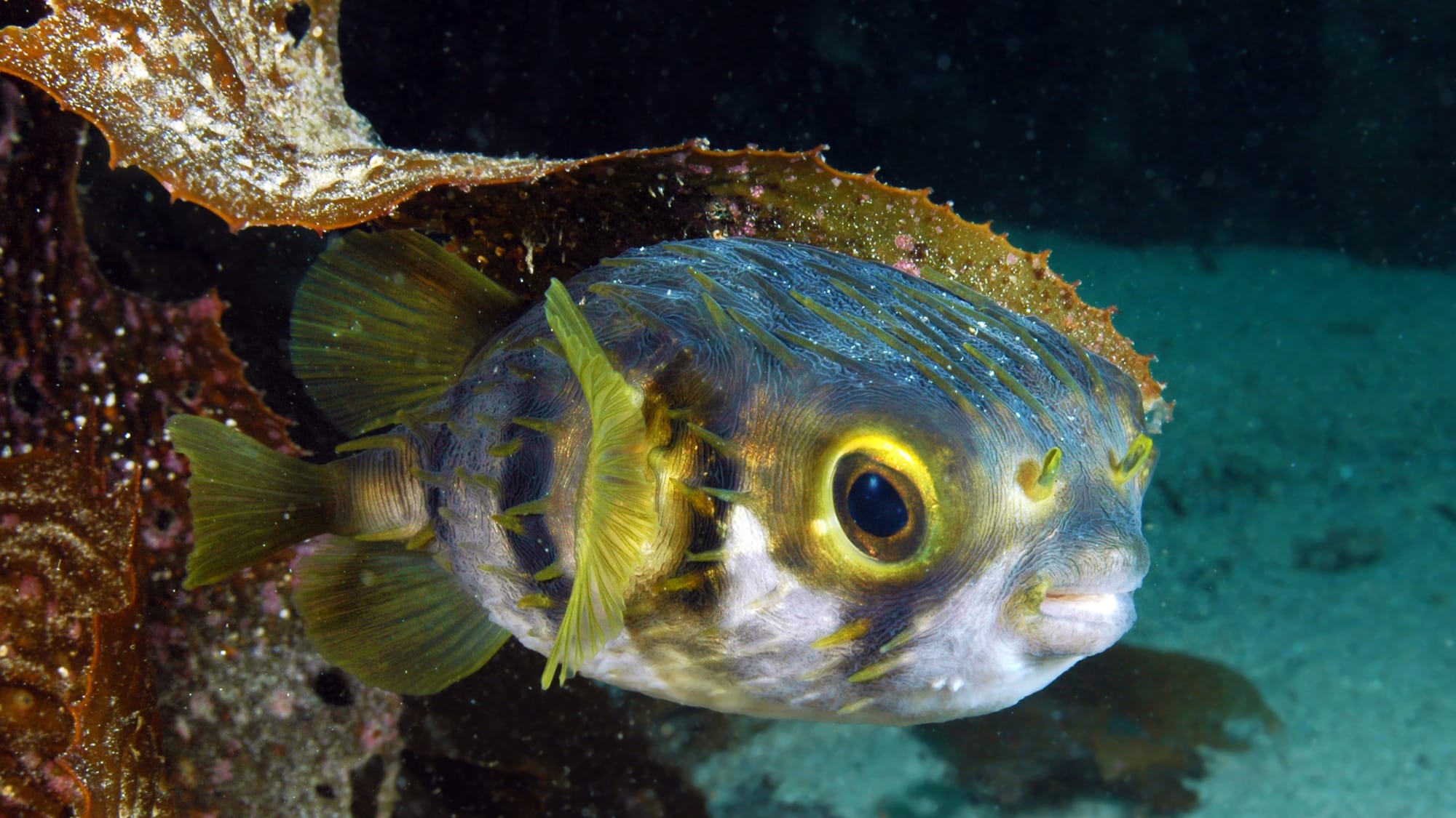A Marine Mili series: Dive into the life of globefish