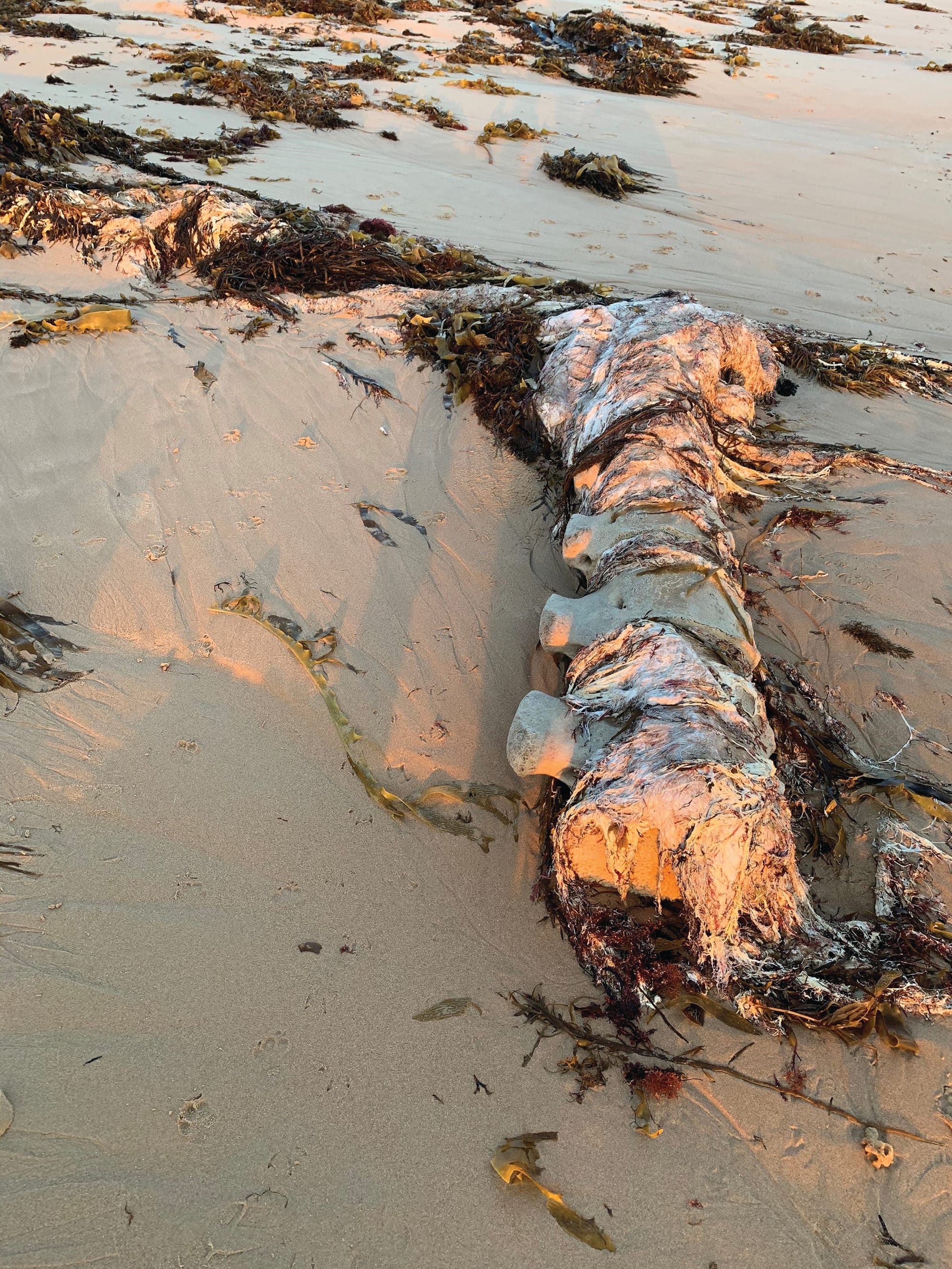 Whale gradually slipping away