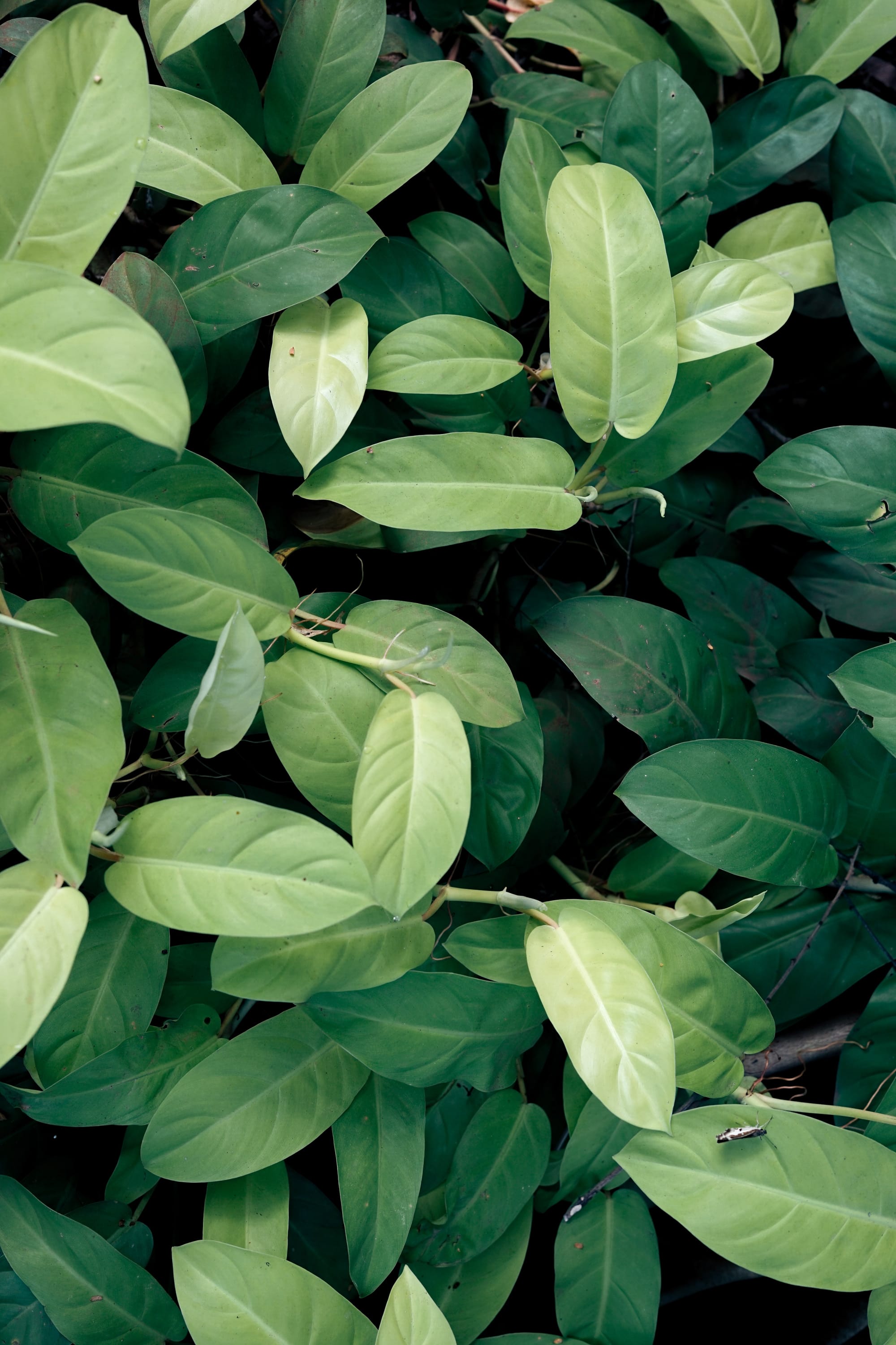 Go green – government surveys and subsidies