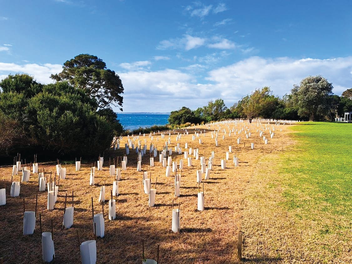 Cowes West revegetation works continues