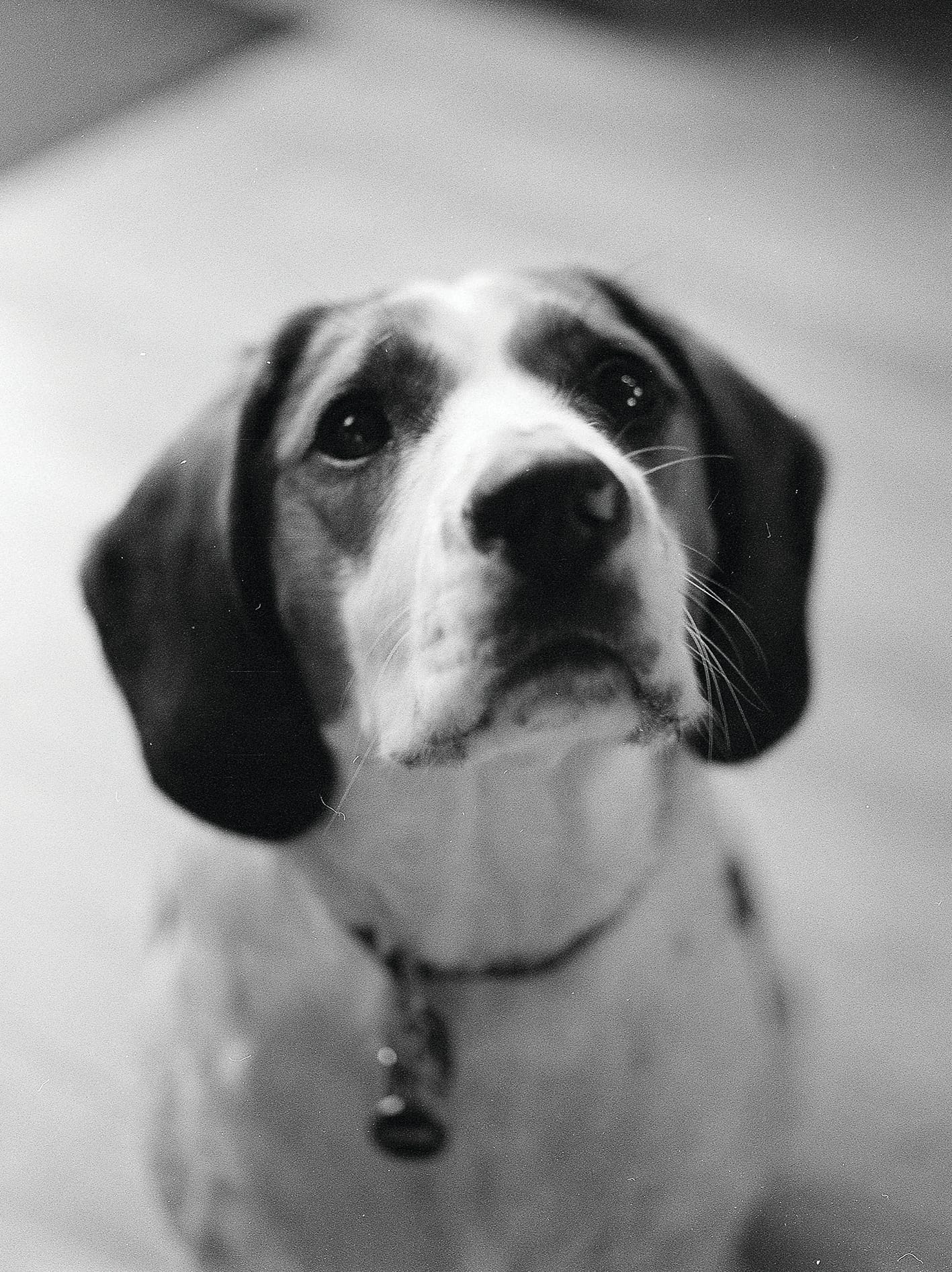 Keep your pet’s details updated