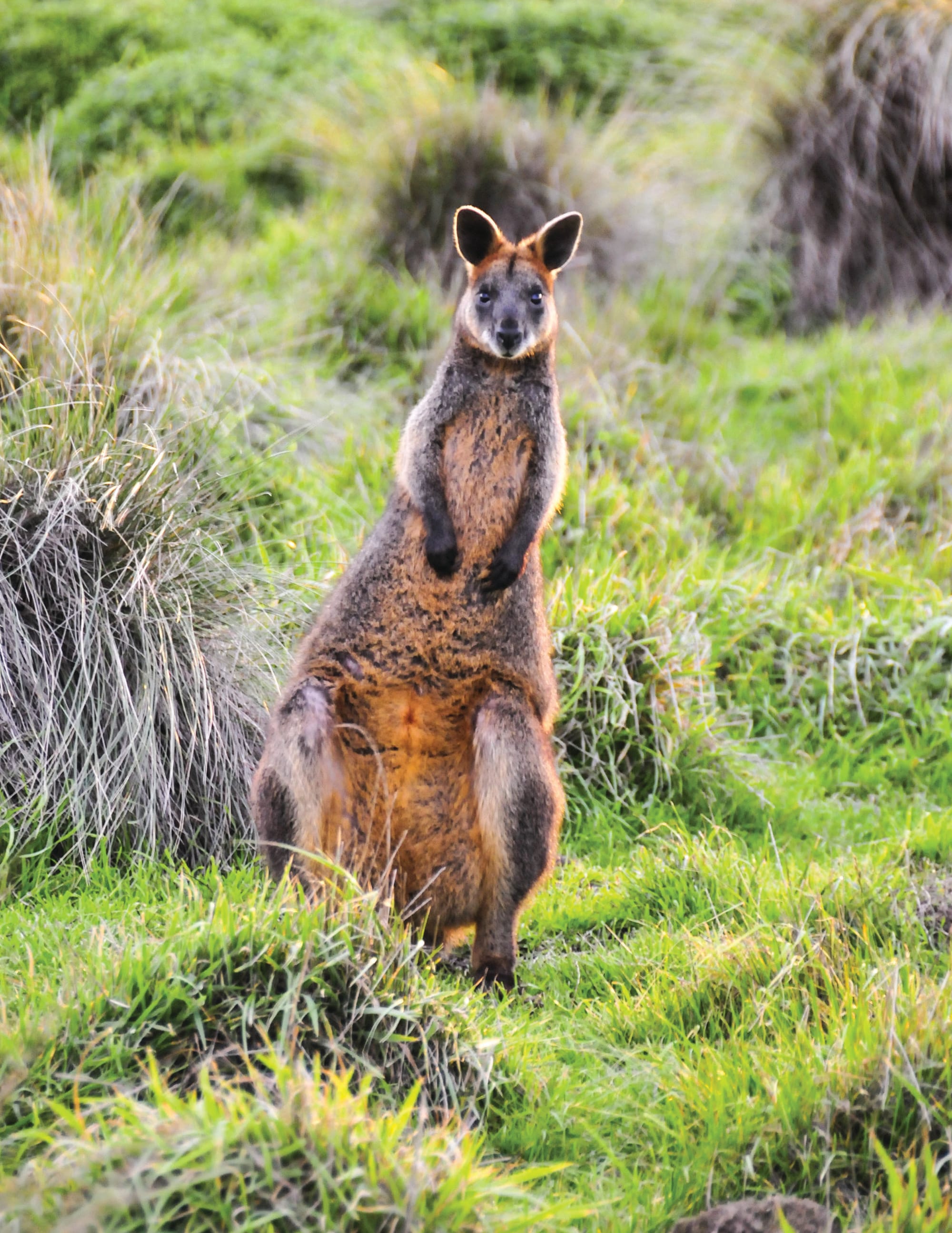 Farmers and wildlife: finding the balance