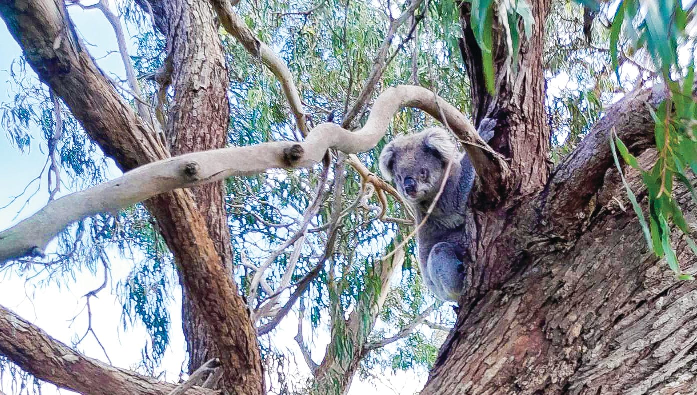 Teddy Bear Lane koala on the mend