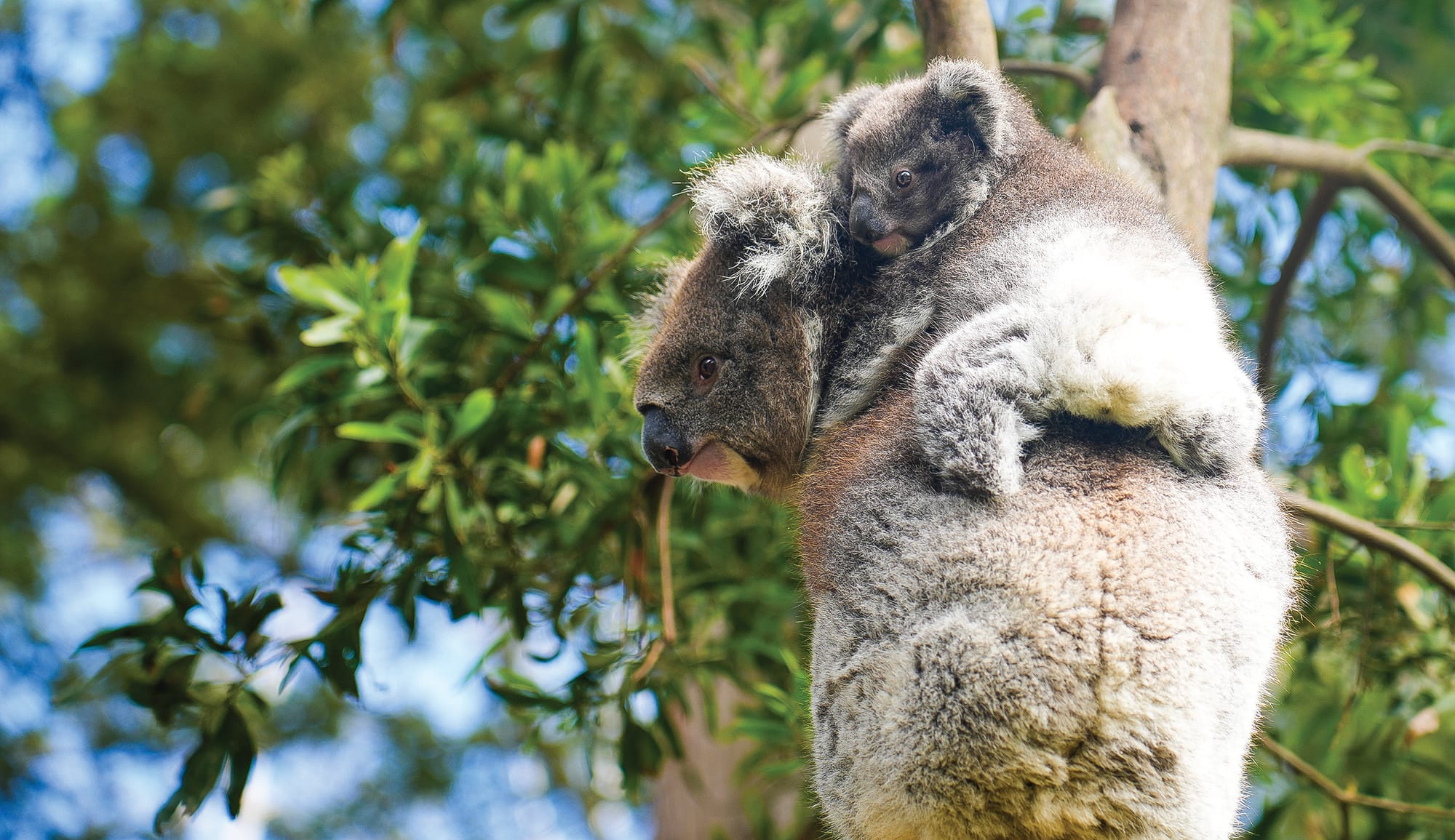 It's a boy! New koala on Phillip Island
