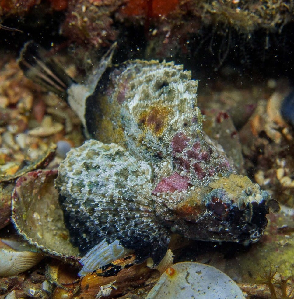 A Marine Mili series: Goblin fish, a local resident in Victoria!