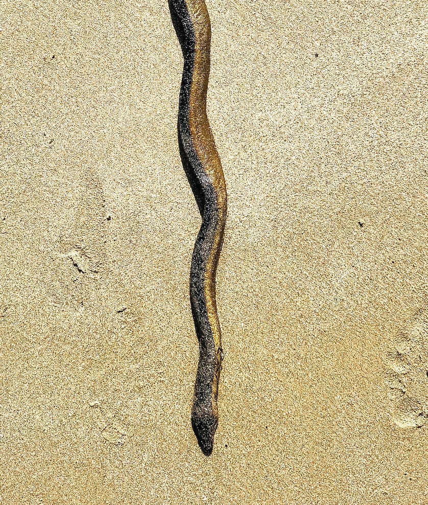 Snake sent to museum