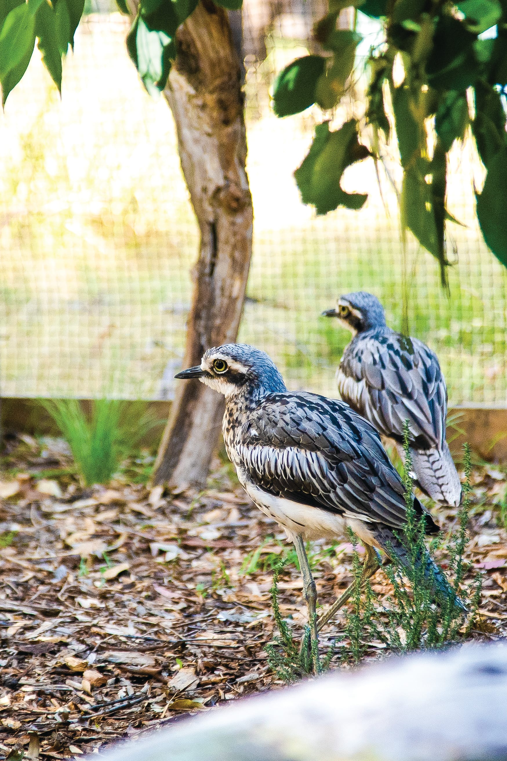 Meet Phillip Island’s new bush stone-curlews
