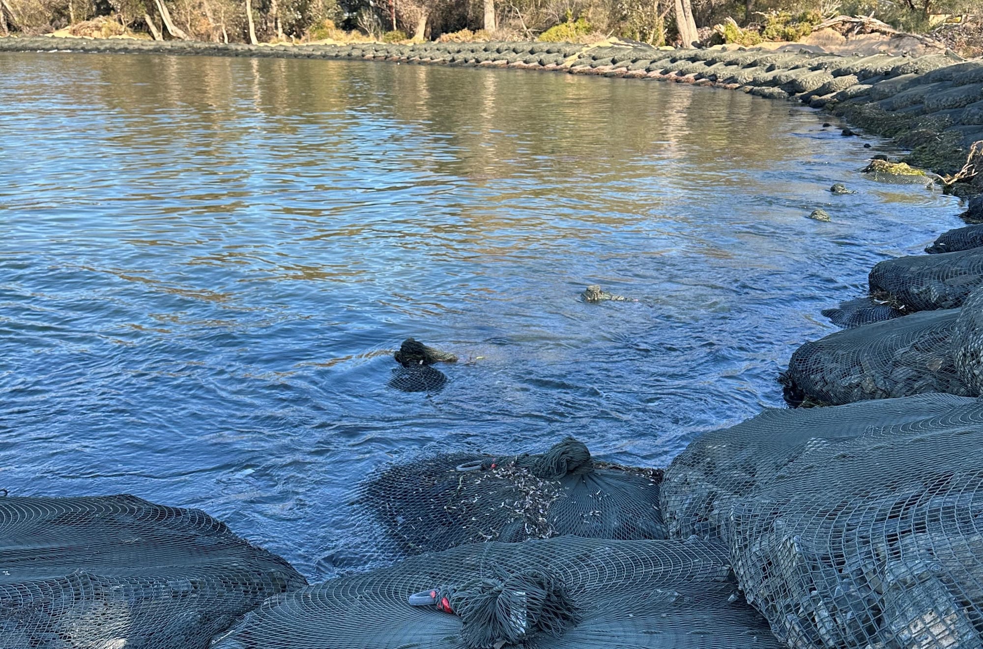 Government releases new report on Silverleaves