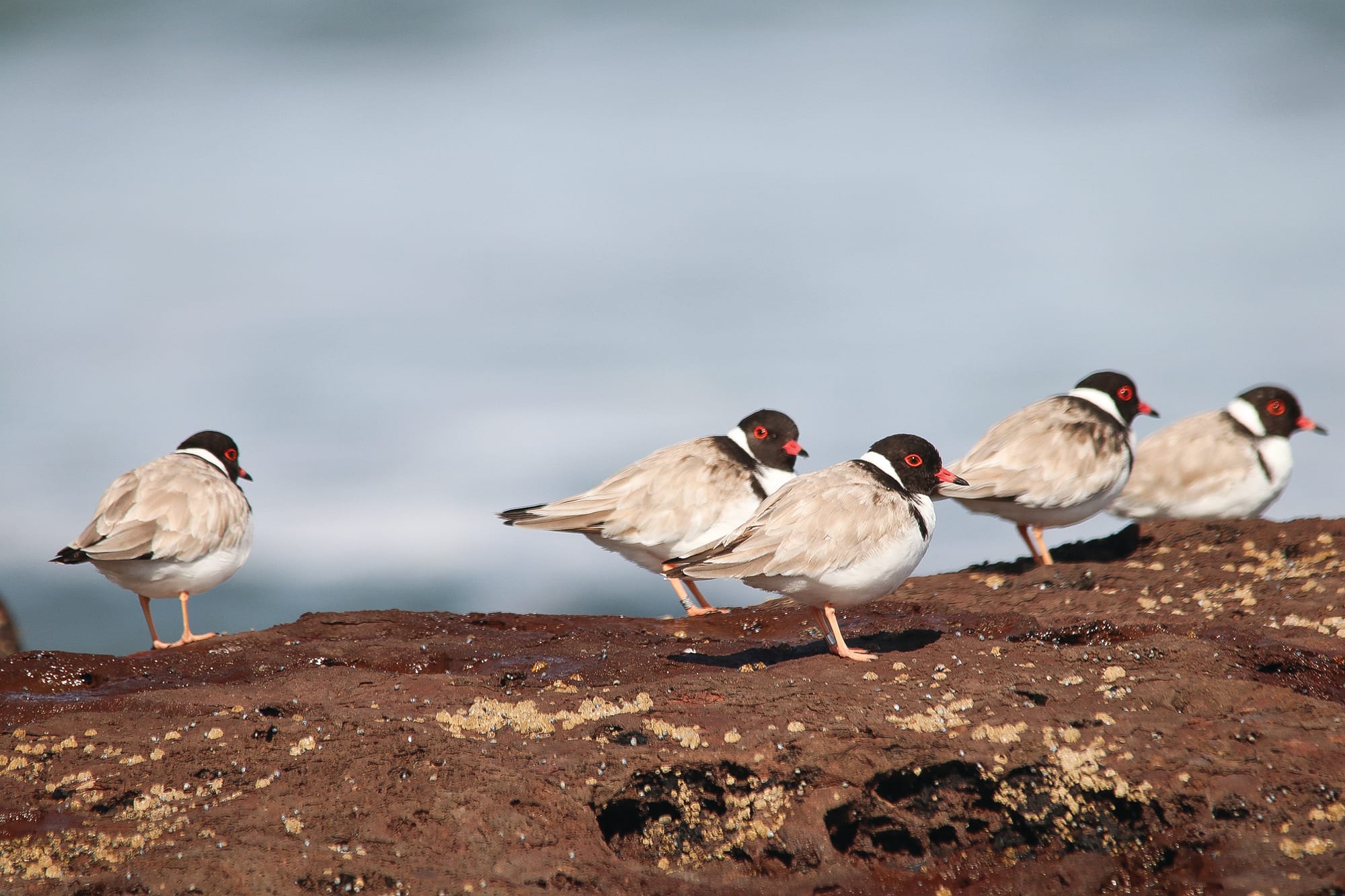 It takes a village to raise a hooded plover chick