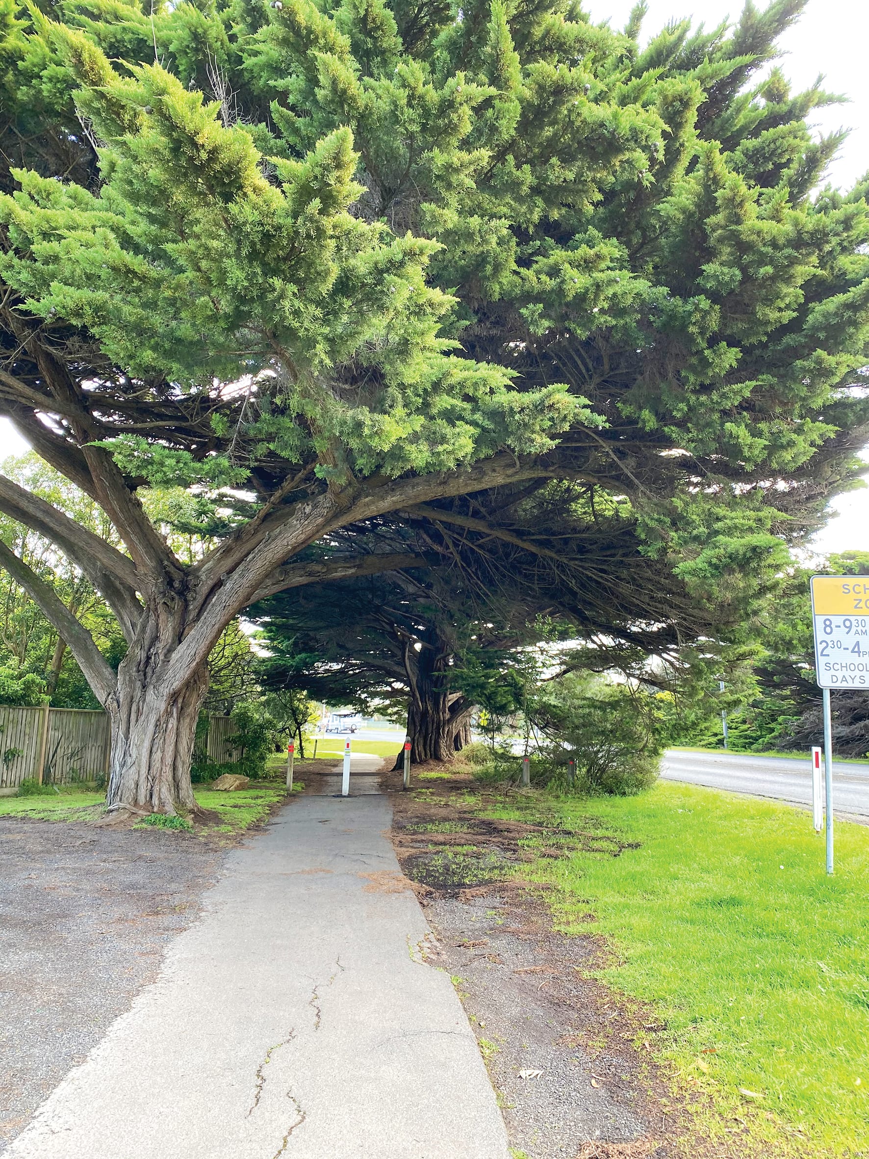 Heritage trees will get the chop under road plans