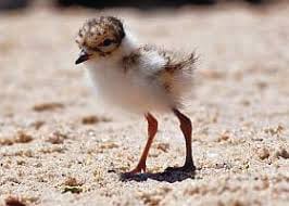 Please obey dog beach rules