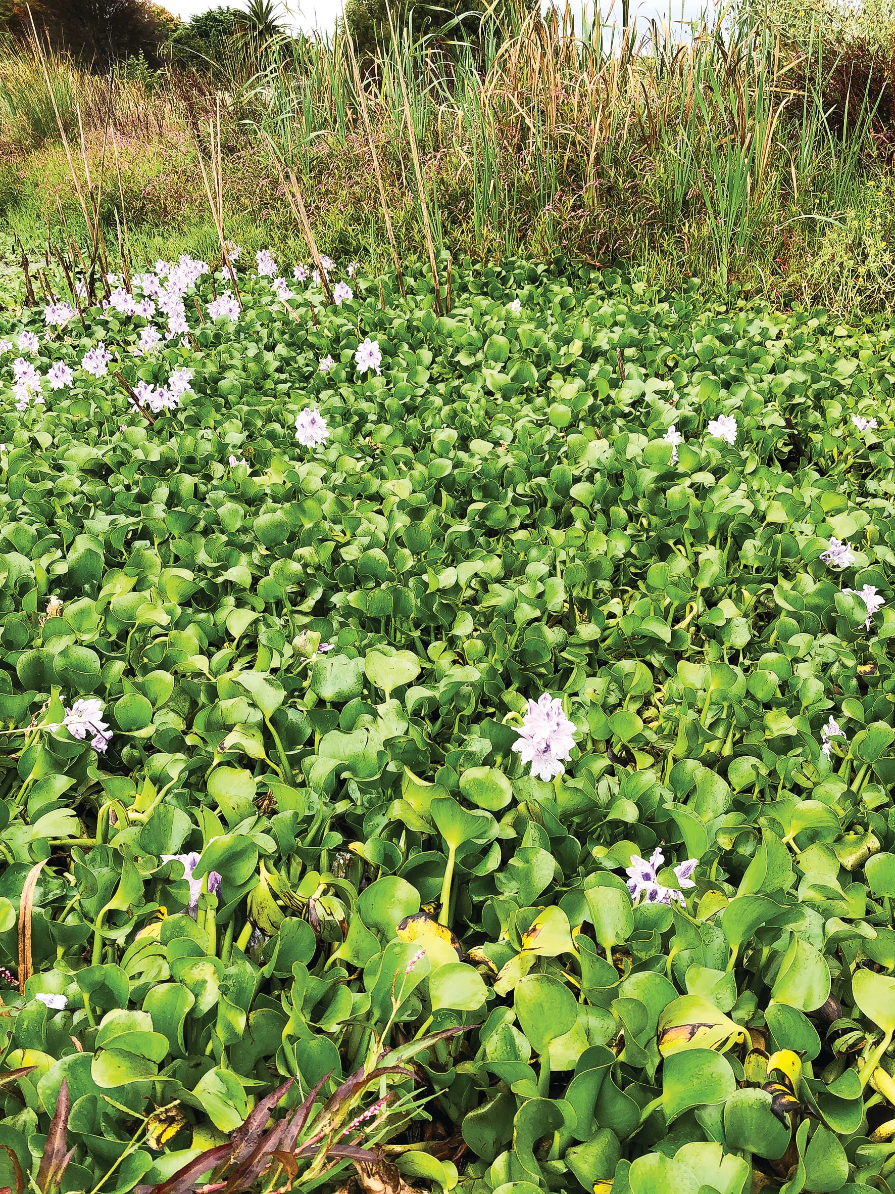 Invasive aquatic plant a no-no for home gardens