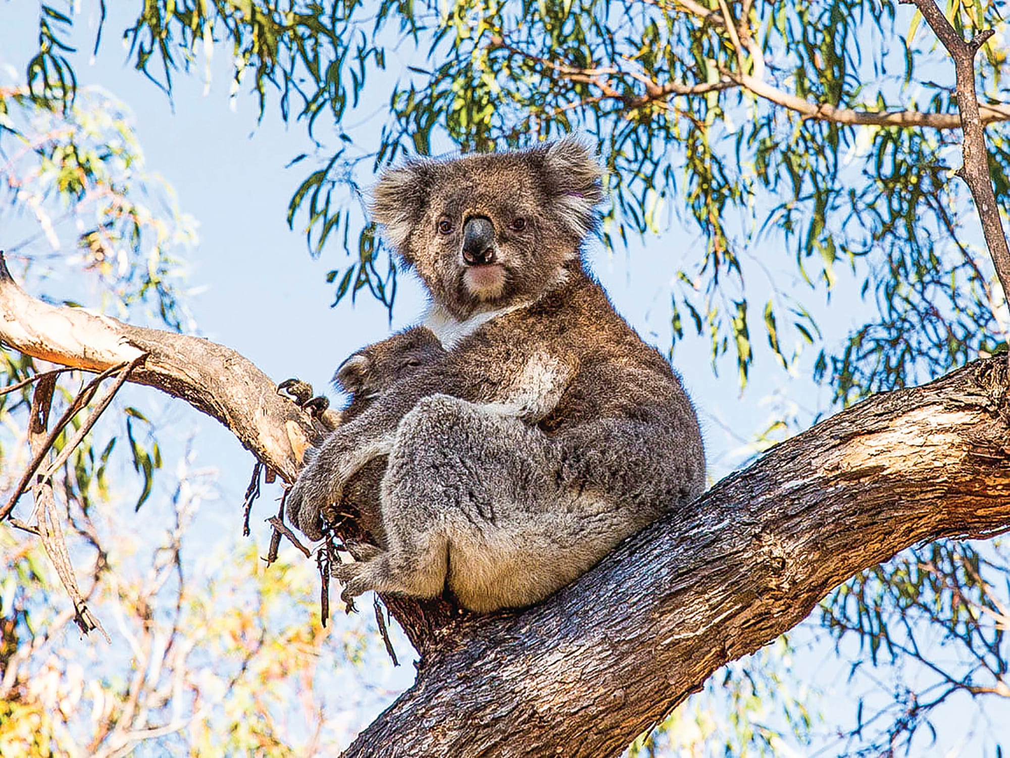 Drive safely: baby koala on board