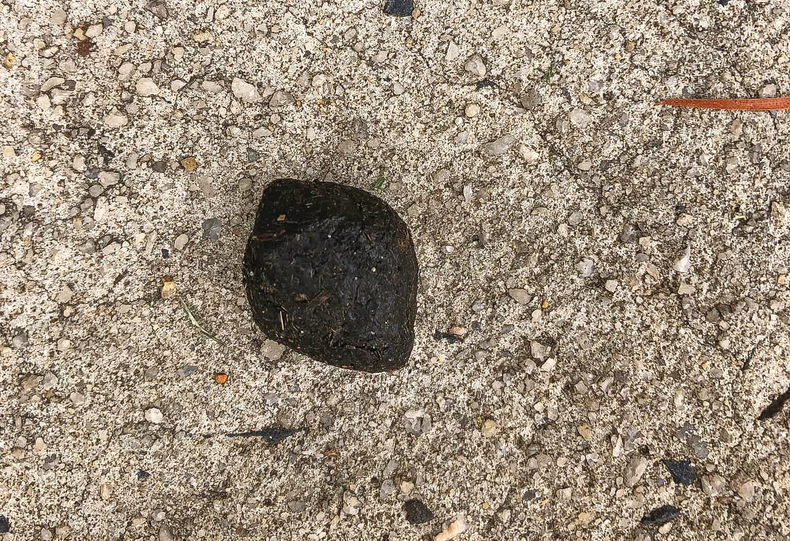 Wombat scat: do we smell a rat?