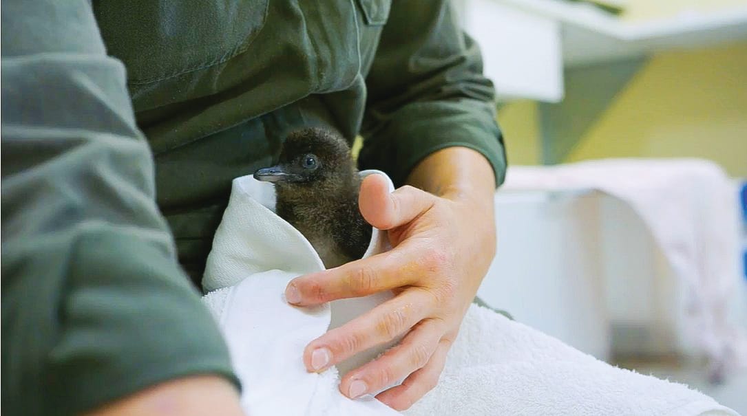 Rangers help save hungry penguin chicks