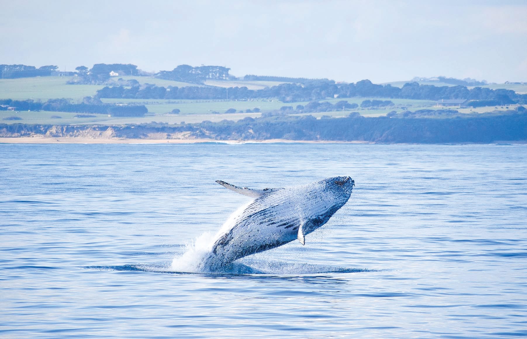 Whale Festival makes a splash!