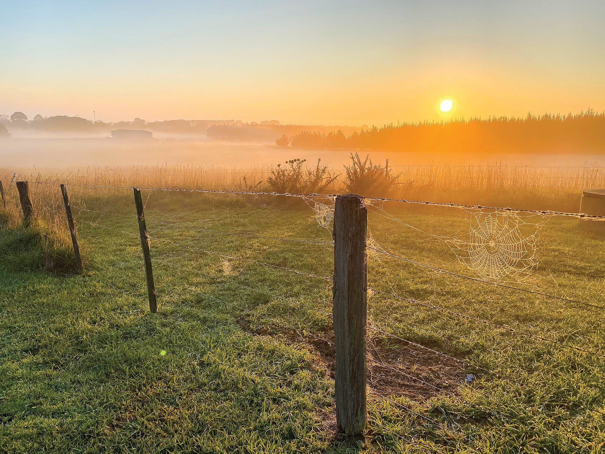 Morning, sunshine