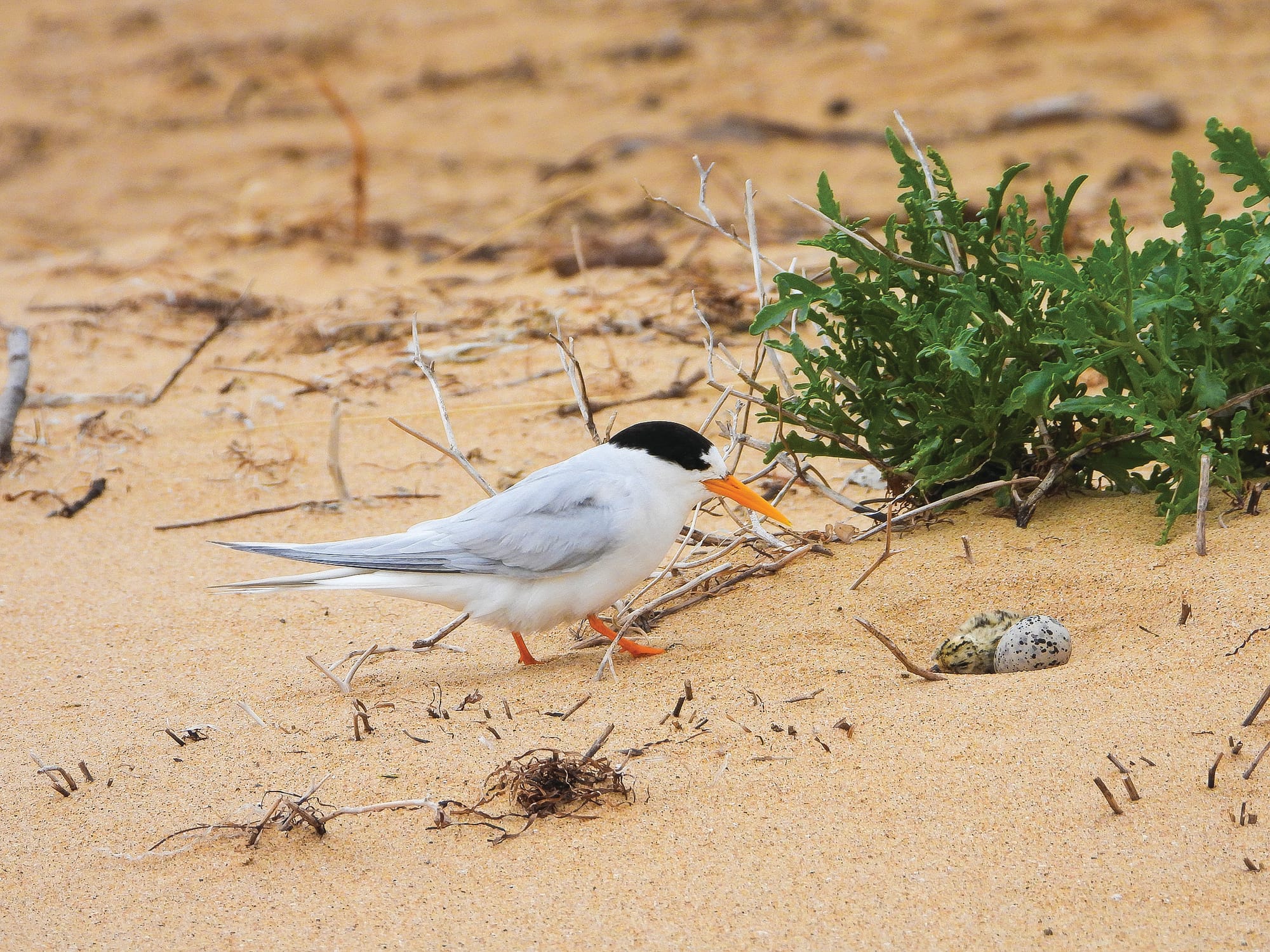 Funding for endangered Fairy Tern seabirds