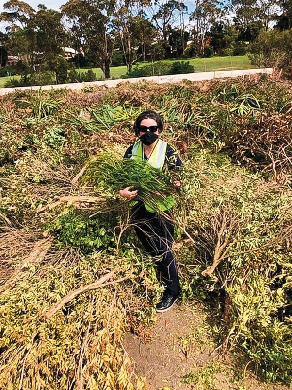 Free green waste disposal