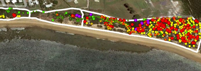 Weed mapping at Cape Woolamai