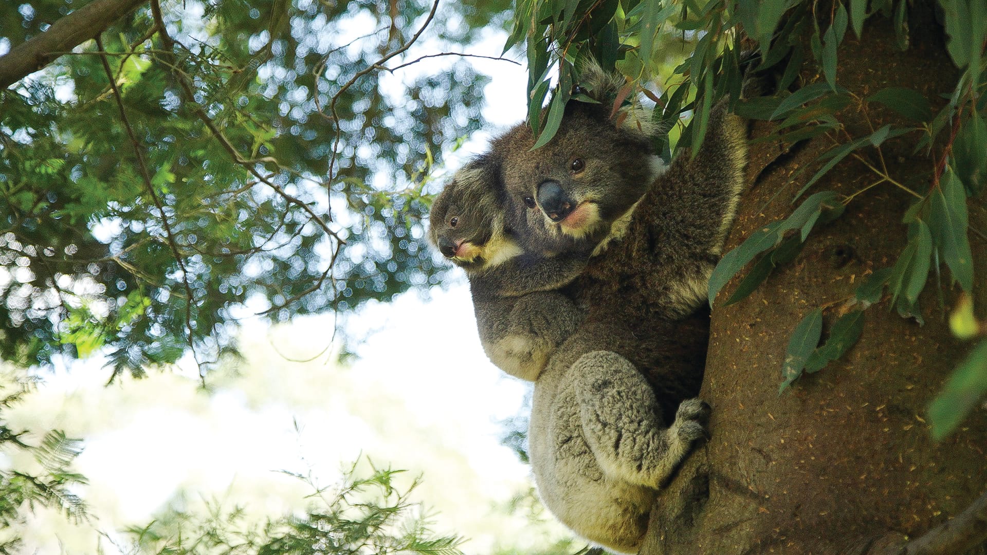 Nature Parks new plan to manage fire risks