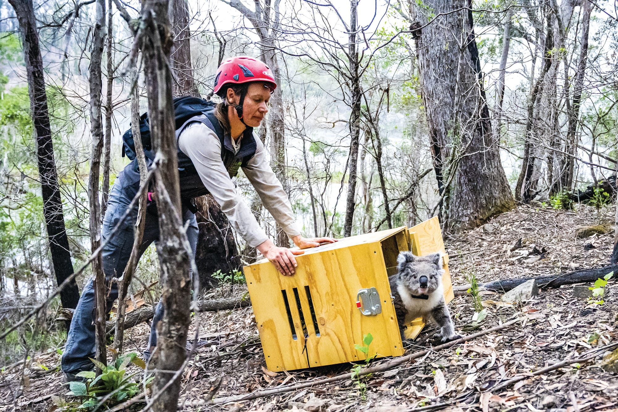 Island bids goodbye to convalescing koalas