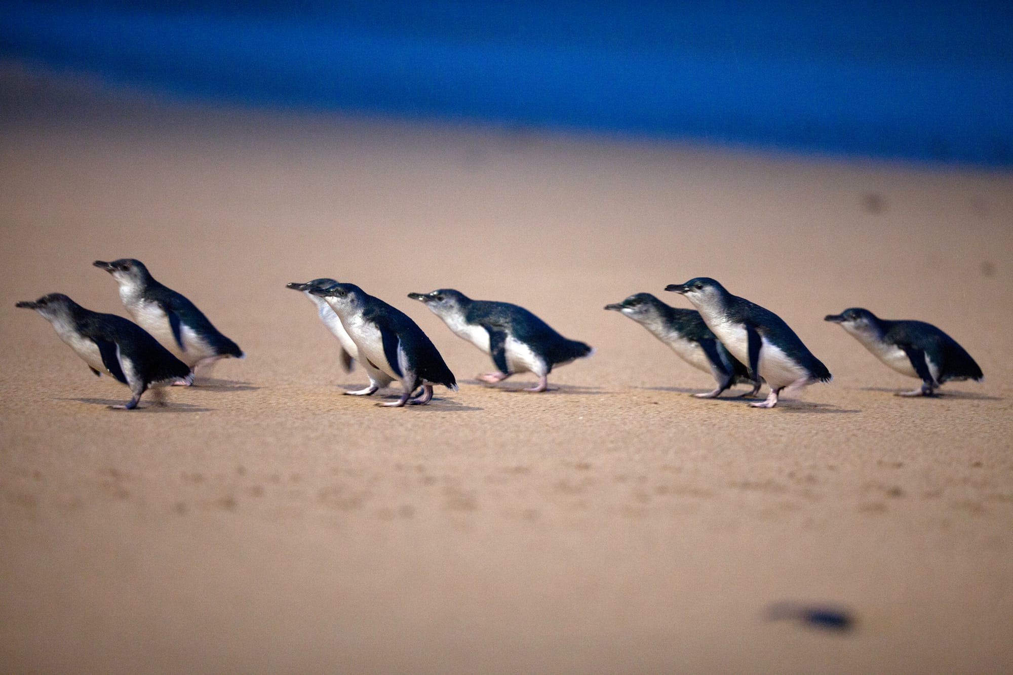 Penguin Parade summer boom