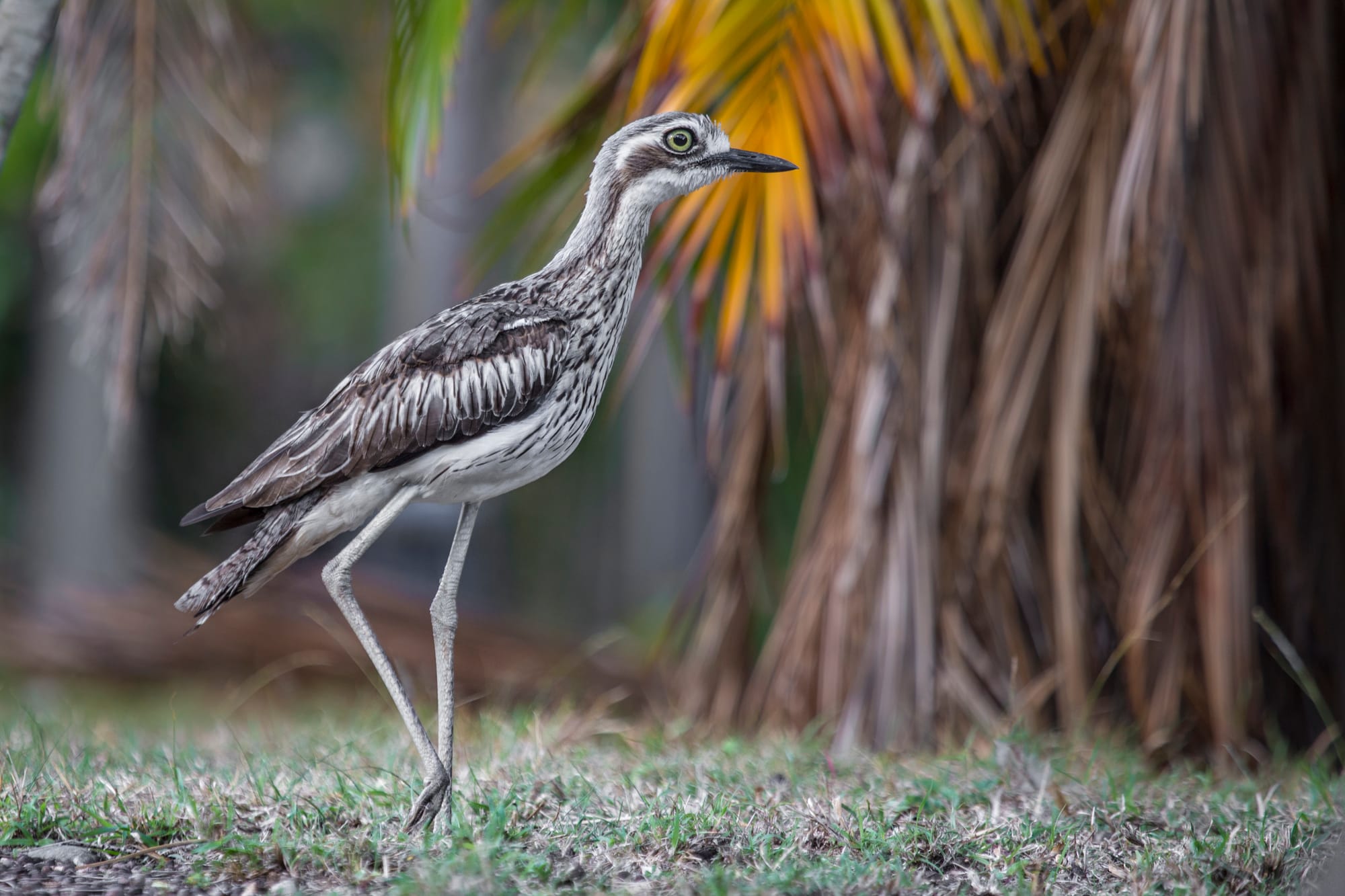 Calling the curlews home