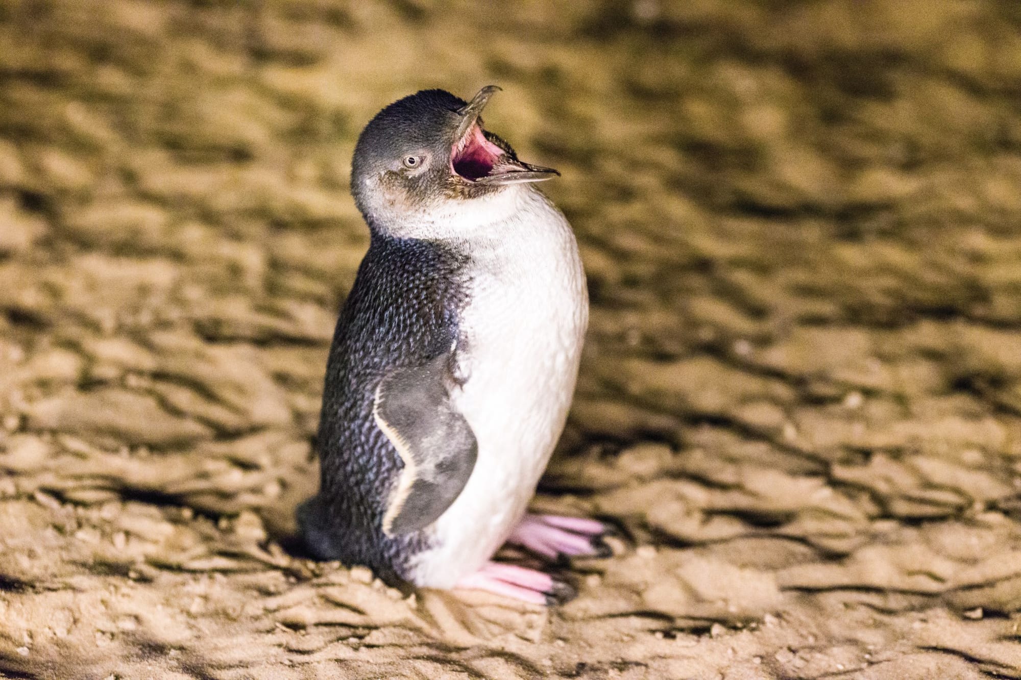 Superstar! Millions tune in