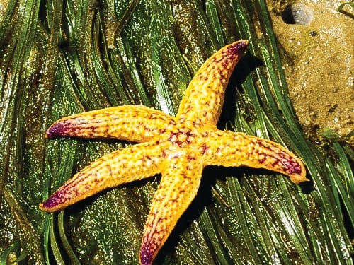 Managing marine pests