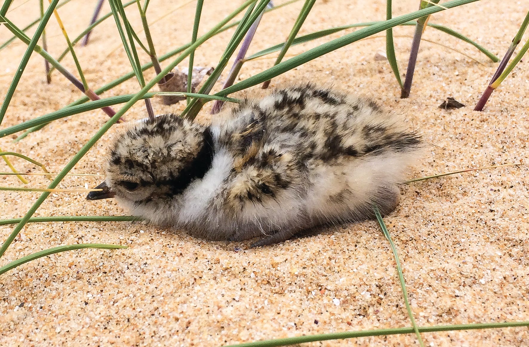 Beach goers risk fines for flouting wildlife rules