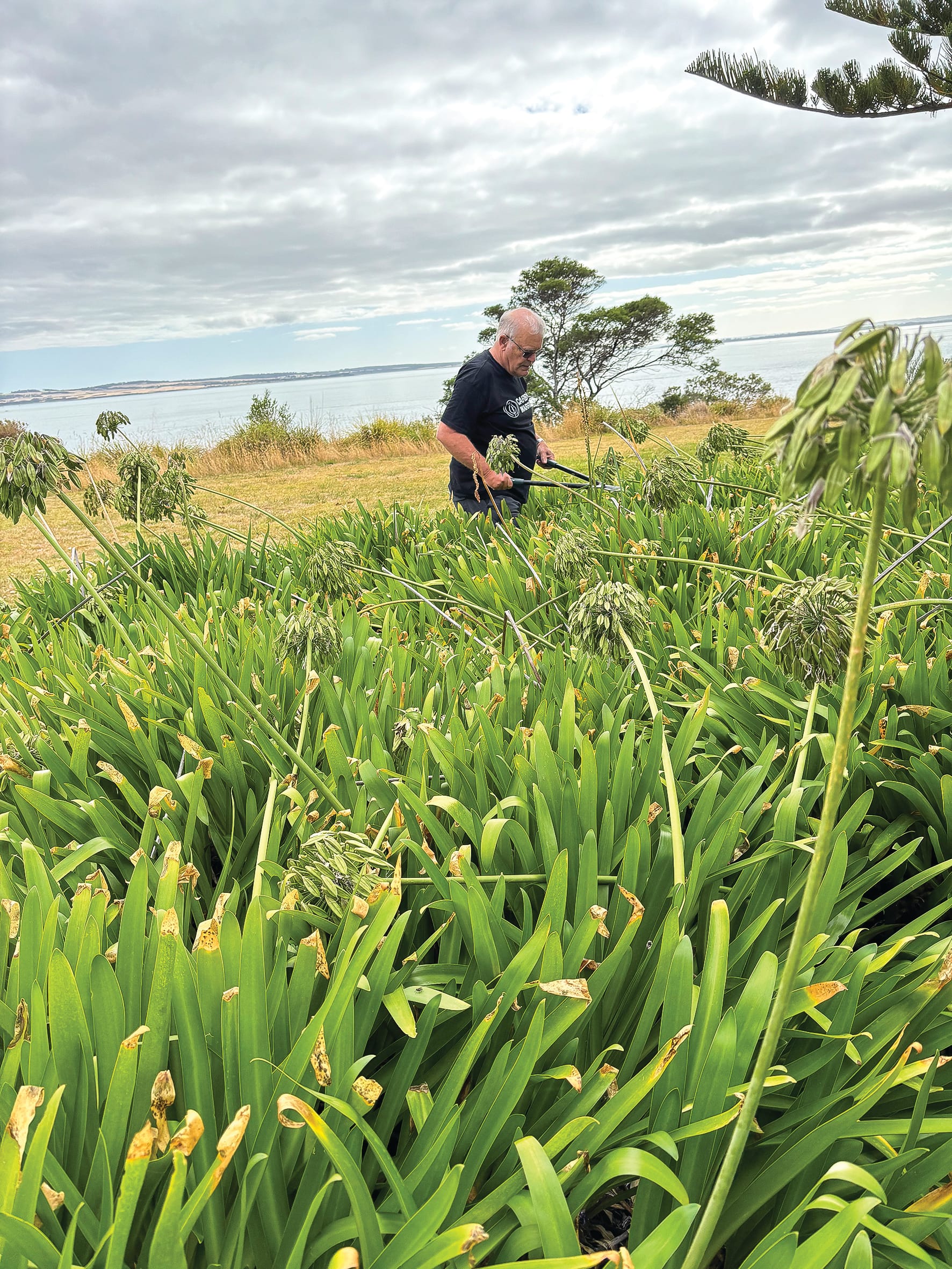 Deadhead your agapanthus