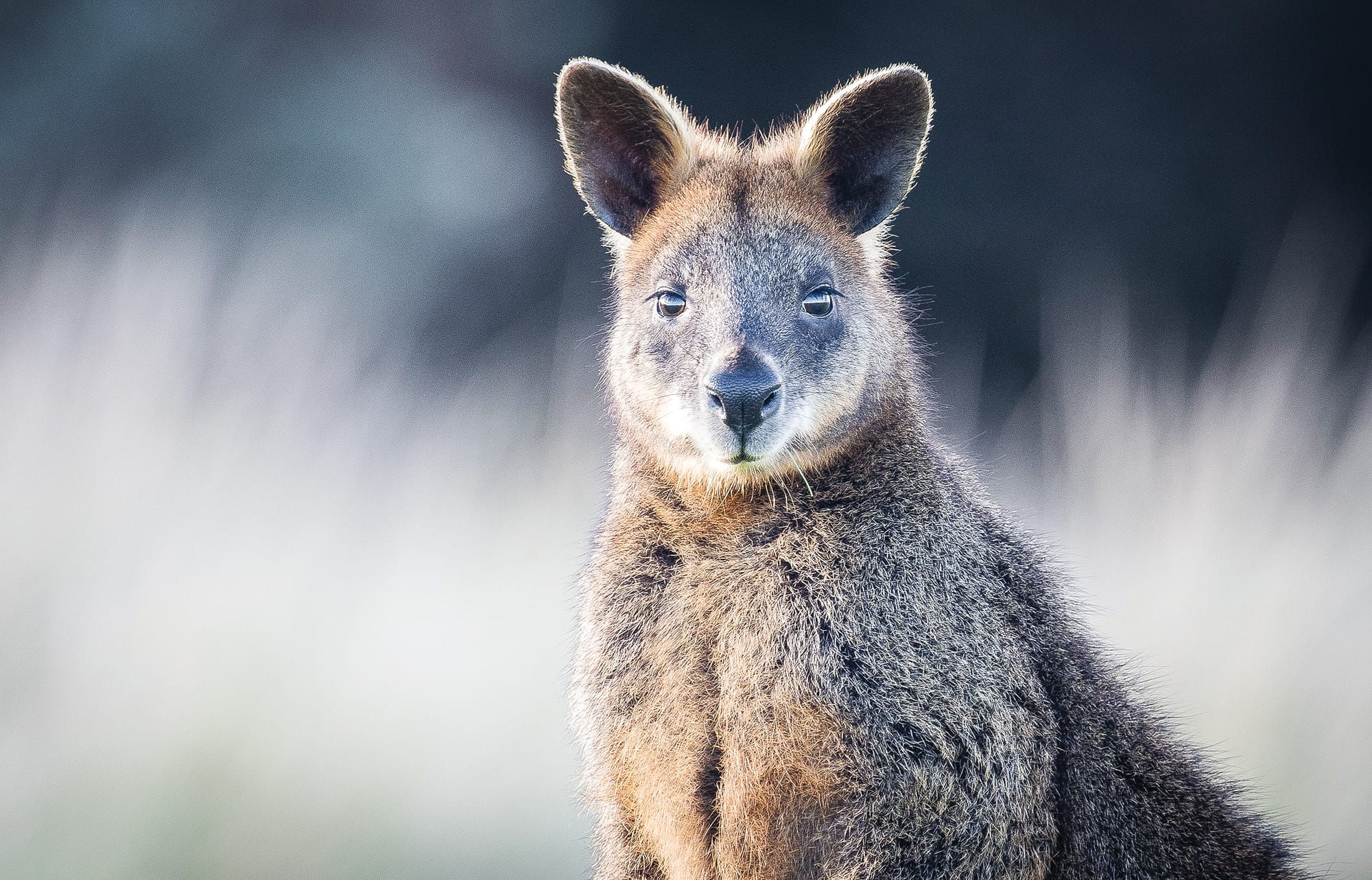 Wildlife Victoria sends emergency team to Phillip Island
