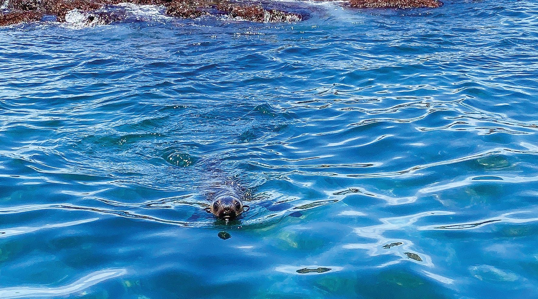 Snippets from The Island - Sounds like trouble